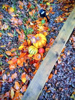 Chandler Ranch Llandovery Cynghordy - 5