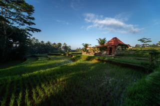 Sunrise Swing Paradise - 8