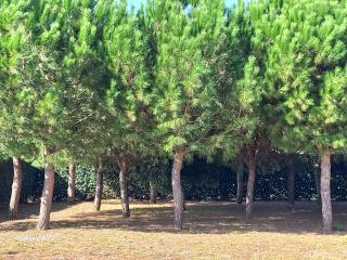 Giardini Irlandesi B&B - 4