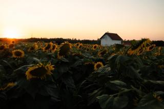 Beocinska Kapija - 0