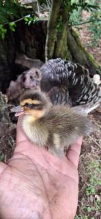 Cabañas bello horizonte - 6