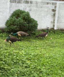 Secret Garden Mirissa - 9