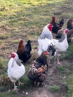 Relax und Wellness Landhaus - 4