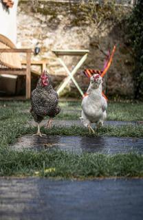 Maison indépendante cosy avec terrasse privée - La Laiterie - 9
