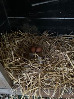 Metal & colombage aux portes d' Honfleur - 2