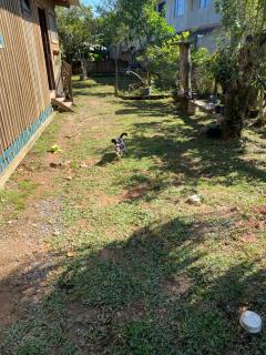 Cabana da palmeira - 1