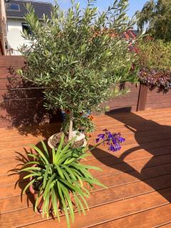 Terrassenwohnung - 5