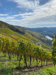 Apartment an der Mosel 2 - Graach - 2