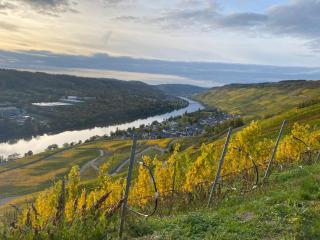 Apartment an der Mosel 2 - Graach - 4