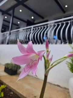 Tranquil stay and venue in the heart of Ixopo - 7