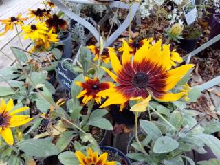 La tonnelle de Thoré - 8