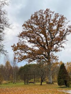 Brīvdienu māja & pirts meža vidū - Saraiķu Sanderi - 6