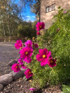 Daisy's Home Vimmerby - 1