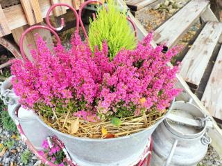 La roulotte de Jane - 7