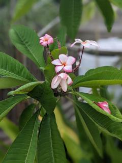 Lemon Bay Hideaway - 9