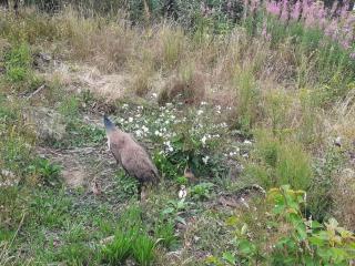Seaside Idyll in Svaneke - By Traum Ferienwohnungen - 3