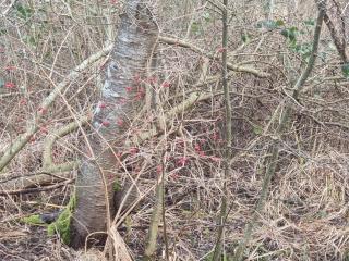 Peaceful Cabin Retreat in Ebeltoft - 2