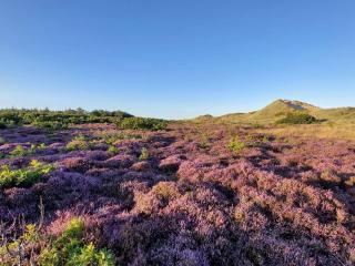 6 person holiday home in Blåvand - 2