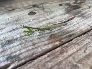 Apartment near the Río Niño - 3