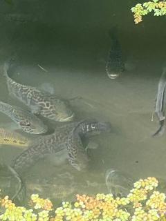Apartment near the Río Niño - 2