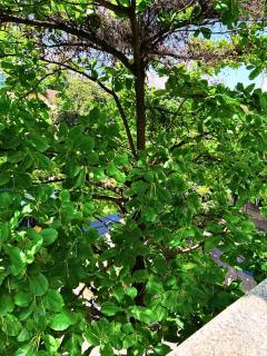 Spacious 3BR Apt in the Heart of Leblon - 7