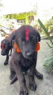 HOSTEL ANIMAL LOvE - 5