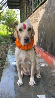 HOSTEL ANIMAL LOvE - 1