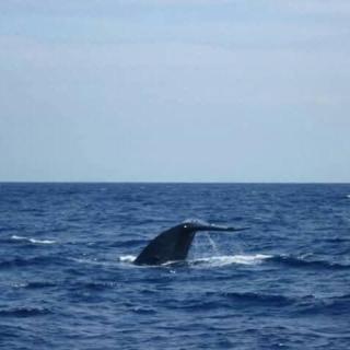 Purl bay homestay - 2