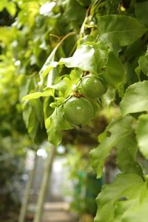 Calm & Airy 2BR - Legoland 3-min Drive - 6