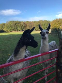 la fermette des lamas - 0