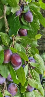 A-Frame Ochsenkopf - 8