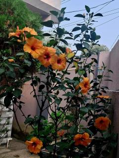 The Happy Homestay - 8