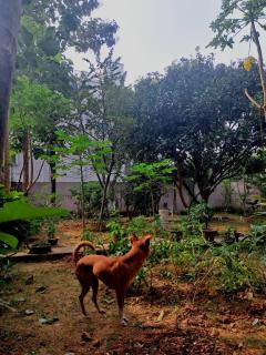 The Happy Homestay - 5