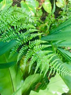 Talbat Estate Cinnamon Villa - 4