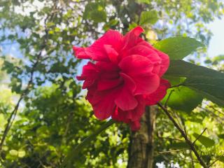 Talbat Estate Cinnamon Villa - 2