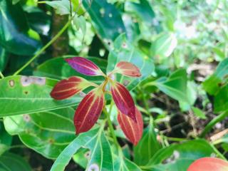 Talbat Estate Cinnamon Villa - 1