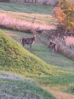 Willa Agrestówka z balią na wyłączność - 3