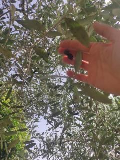 Casa del Gelsomino - 2