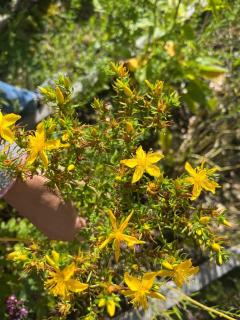 Garden Apartment - Flachau - 5