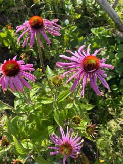 Garden Apartment - Flachau - 3