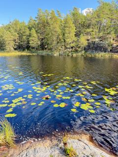 Glamping in a Bungalow Deluxe by the Forest w Swimmingpool near Golf and the Baltic Sea Beach - Järna - 3