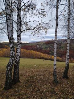 Căsuța de După Deal, Ponor - 9