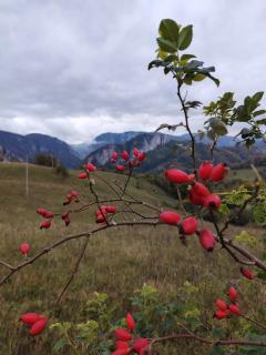 Căsuța de După Deal, Ponor - 8