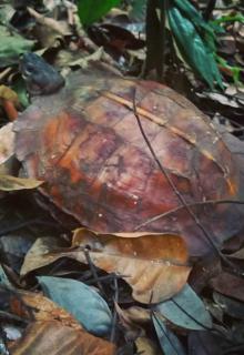 Tiga dara guest house jungle trekking - 1