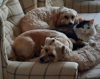 Large Modern Cosy Suburban Room - 4