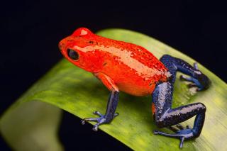 Hotel Colores del Arenal - 6