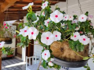 Recanto do Adão - 1