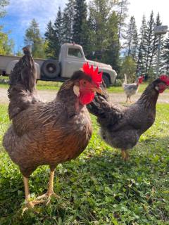 Cozy Country Log Cabin Art Spa Getaway - 5