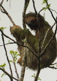 Alto's Green Lodge - 4