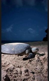 شاليه ڤيو - 6